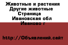 Животные и растения Другие животные - Страница 2 . Ивановская обл.,Иваново г.